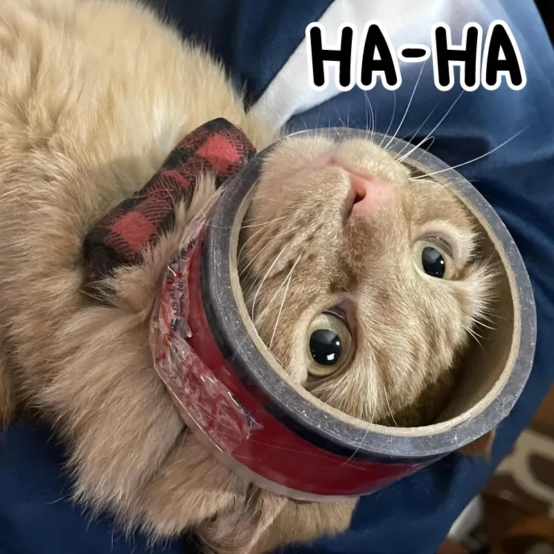 Xem ngay há mồm meme mèo cười cực bá đạo