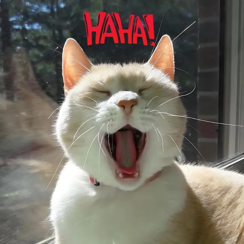 Cười ngất với meme con mèo cười cực lầy