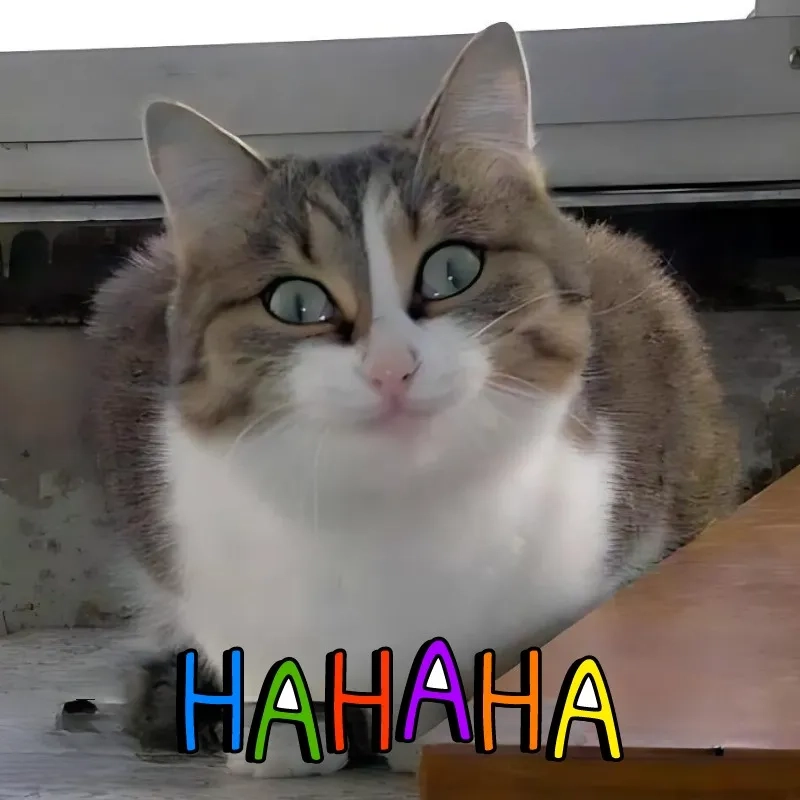 Bật cười với meme mèo cười chỉ tay độc đáo