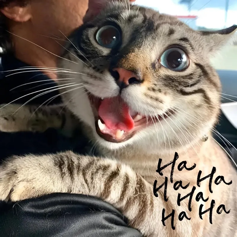 Tuyển tập con mèo cười meme hot nhất