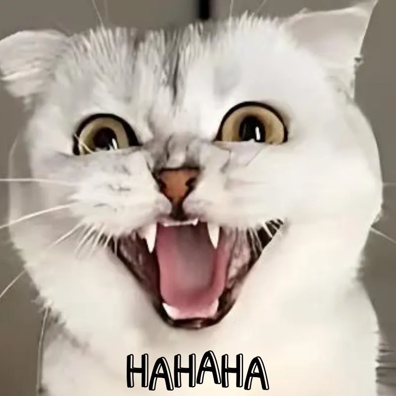 Xem ngay ảnh meme mèo cười siêu hài