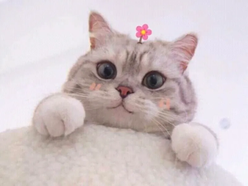 Xả stress với loạt mèo cute meme dễ thương