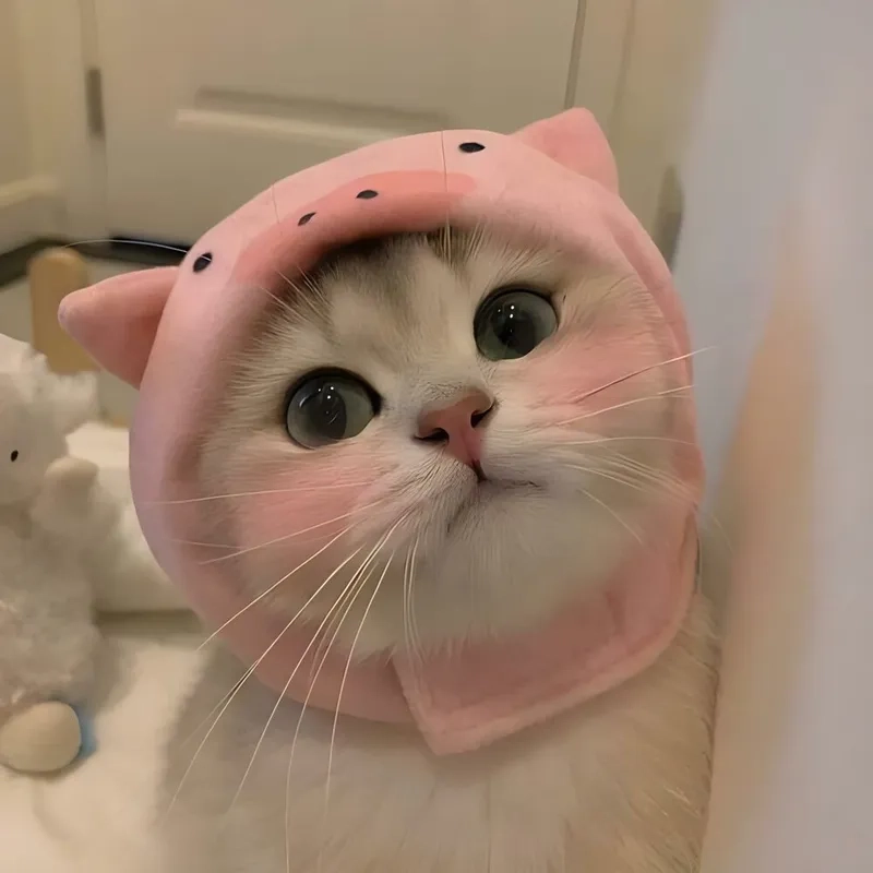 Cập nhật avatar mèo cute meme siêu đáng yêu