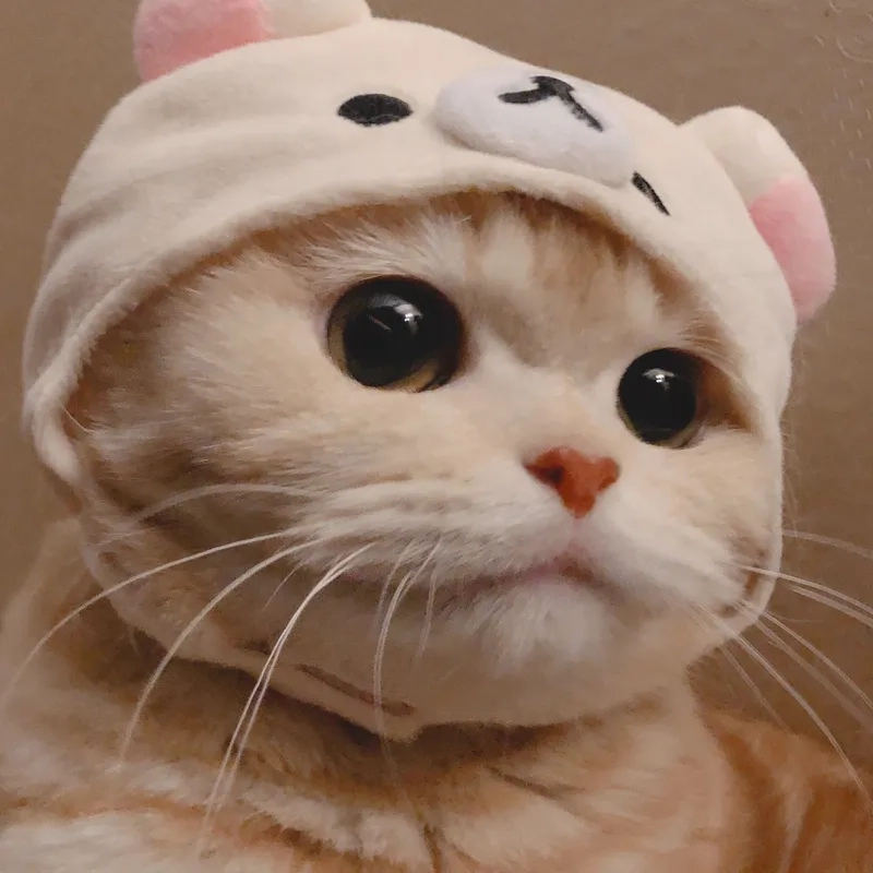 Tổng hợp ảnh meme mèo cute dễ thương nhất
