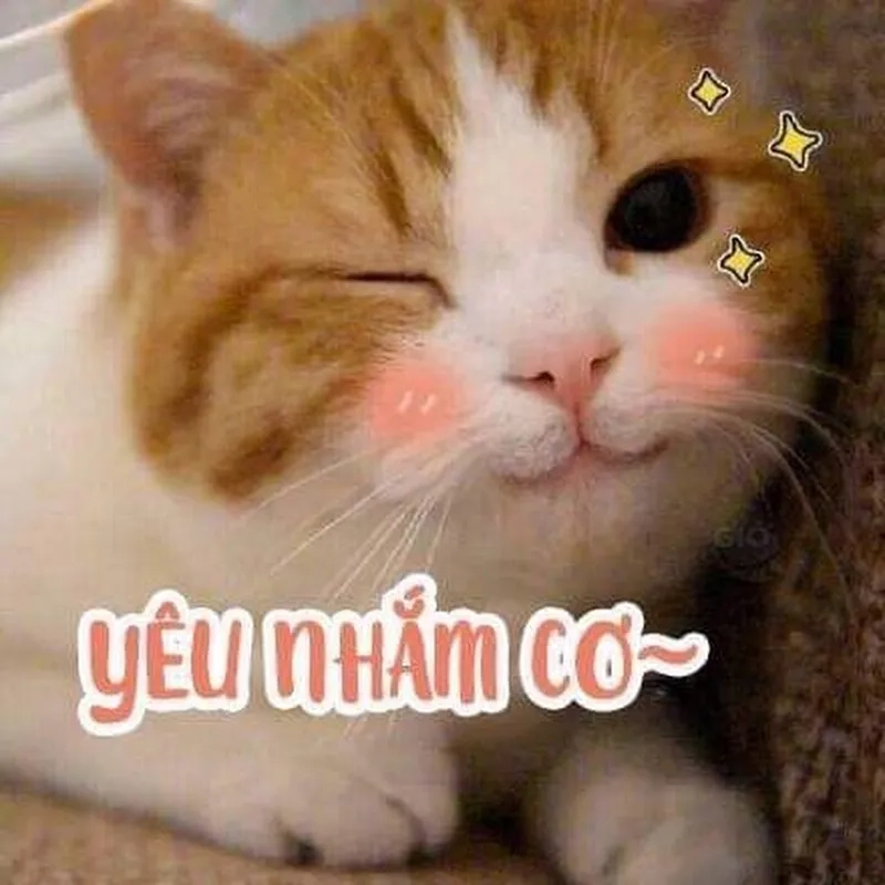 Cười xỉu với ảnh mèo cute meme cực dễ thương