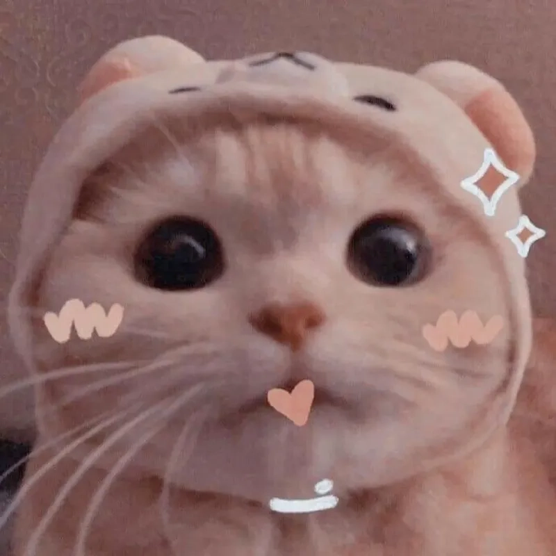 Cười sảng khoái với meme ngộ nghĩnh ảnh mèo cute