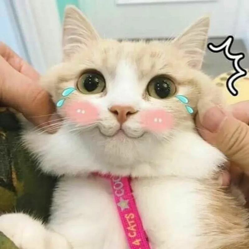 Bộ sưu tập meme mèo cute cười cực dễ thương