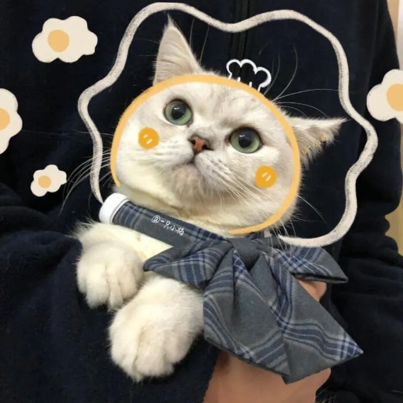 Cùng xem cute meme mèo cute hot nhất hiện nay