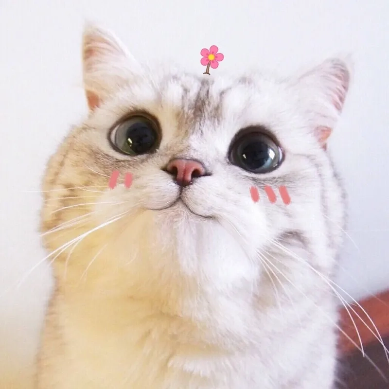 Tổng hợp meme con mèo cute dễ thương bá đạo