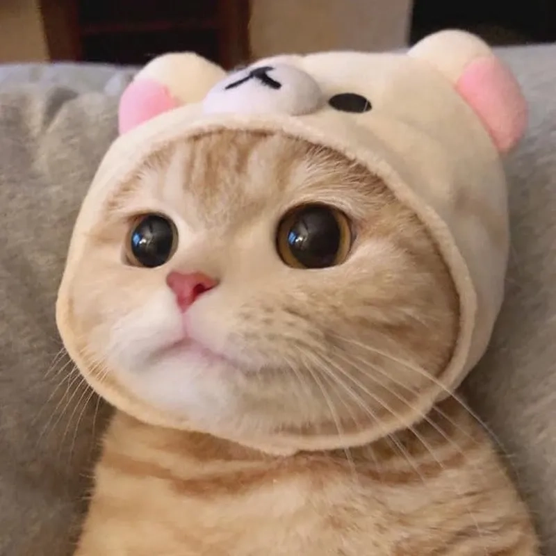 Cười nghiêng ngả với hình ảnh meme mèo cute