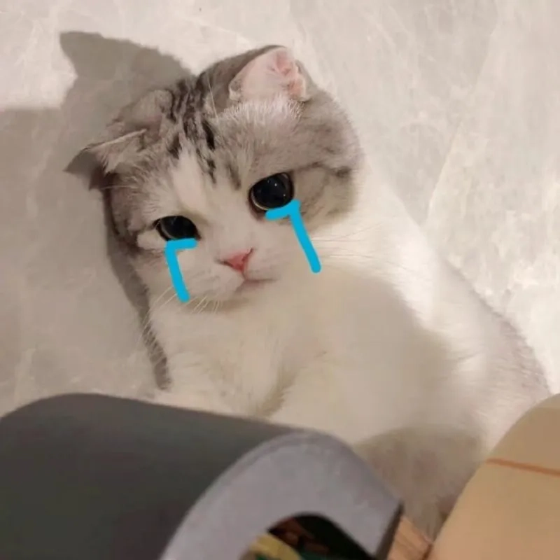 Xem ngay mèo khóc meme dễ thương nhất