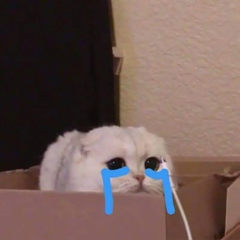 Bật cười với meme con mèo khóc siêu đáng yêu