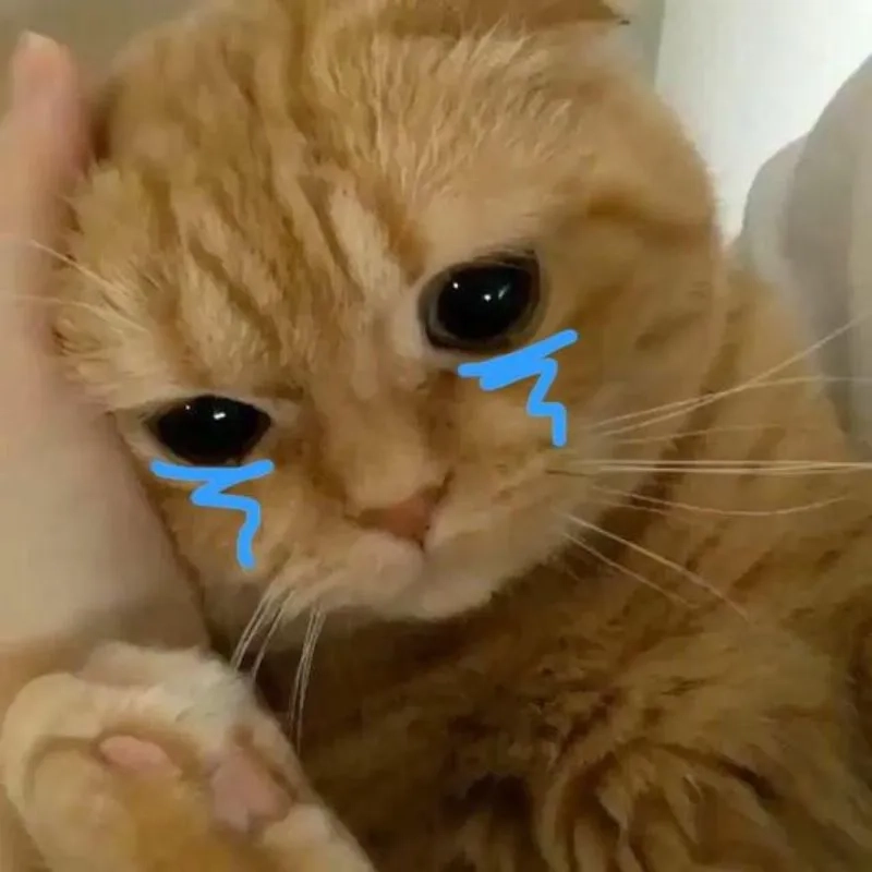 Cười ngất với meme mèo khóc thét siêu hài