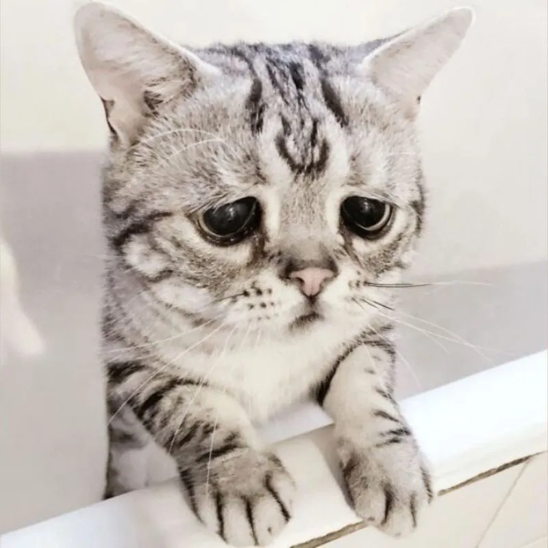 Cười ra nước mắt với con mèo khóc meme