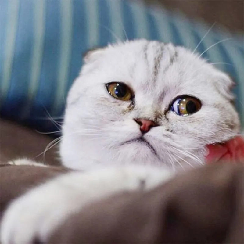 Chia sẻ ngay meme mèo khóc bựa hot nhất