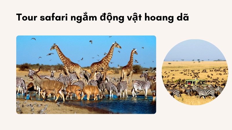 Du khách trải nghiệm tour safari ngắm động vật hoang dã