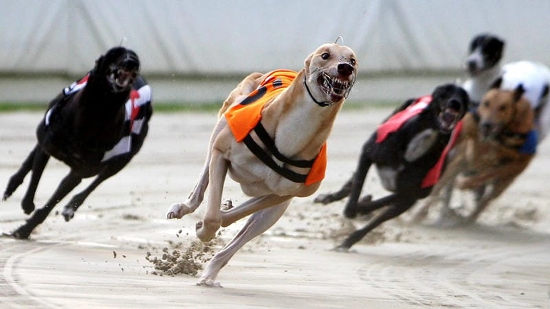 Cách phân tích nhanh trước khi đặt cược trong 15 giây 