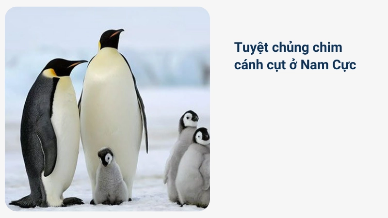 Nguy cơ tuyệt chủng trắng tại Nam Cực